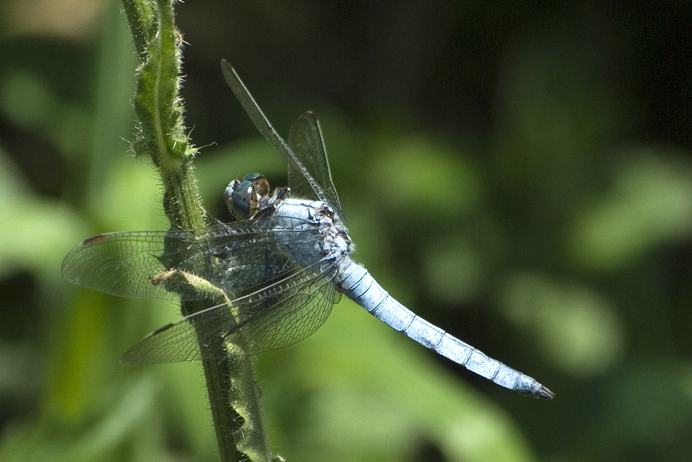 orthetrum celeste